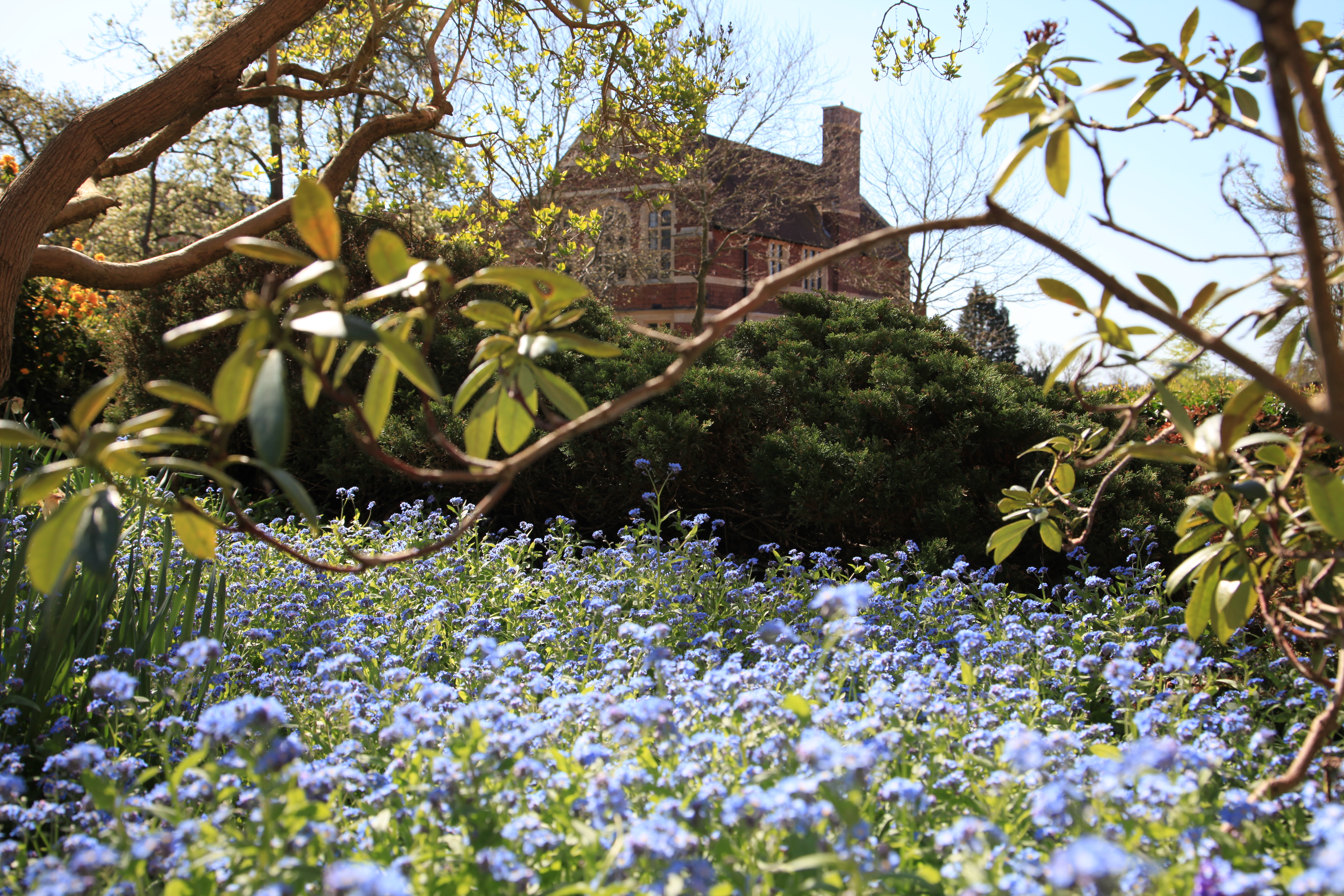 Spring at Bromsgrove School
